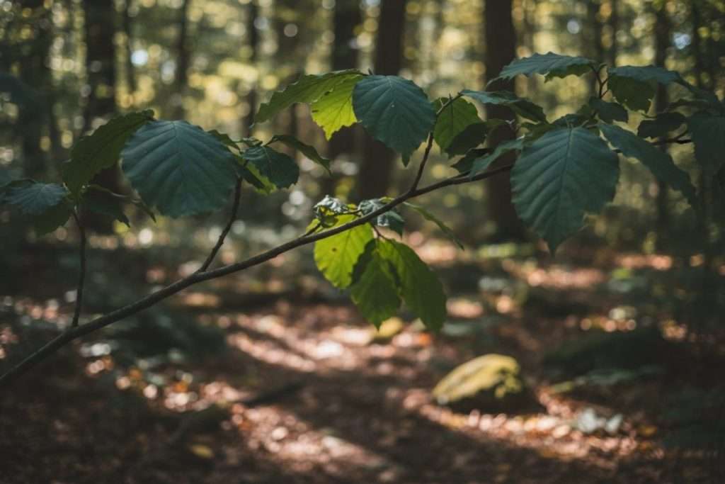 Pittosporum tenuifolium Kohuhu : l’élégance néo-zélandaise